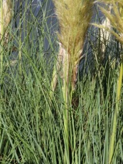 Kleines Pampasgras 'Evita' ® -Angebote Blumen Takt Store kleines pampasgras evita m063642 w 1