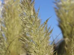 Kleines Pampasgras 'Evita' ® -Angebote Blumen Takt Store kleines pampasgras evita m063642 w 2