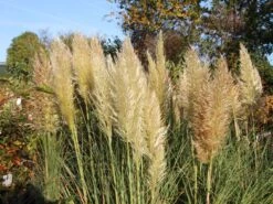 Kleines Pampasgras 'Evita' ® -Angebote Blumen Takt Store kleines pampasgras evita m063642 w 3