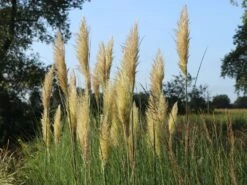 Kleines Pampasgras 'Evita' ® -Angebote Blumen Takt Store kleines pampasgras evita m063642 w 4