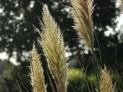 Kleines Pampasgras 'Evita' ® -Angebote Blumen Takt Store kleines pampasgras evita m063642 w 5