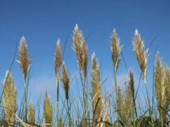 Kleines Pampasgras 'Evita' ® -Angebote Blumen Takt Store kleines pampasgras evita m063642 w 6