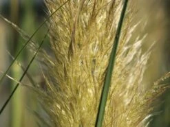 Kleines Pampasgras 'Evita' ® -Angebote Blumen Takt Store kleines pampasgras evita m063642 w 7