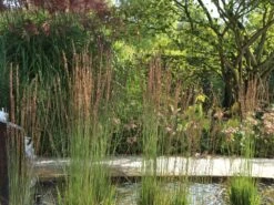 Kleines Pfeifengras 'Moorhexe'