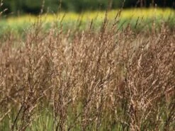 Kleines Pfeifengras 'Moorhexe' -Angebote Blumen Takt Store kleines pfeifengras moorhexe m044932 w 1