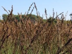 Kleines Pfeifengras 'Moorhexe' -Angebote Blumen Takt Store kleines pfeifengras moorhexe m044932 w 2