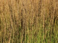 Kleines Pfeifengras 'Moorhexe' -Angebote Blumen Takt Store kleines pfeifengras moorhexe m044932 w 3