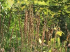 Kleines Pfeifengras 'Moorhexe' -Angebote Blumen Takt Store kleines pfeifengras moorhexe m044932 w 4