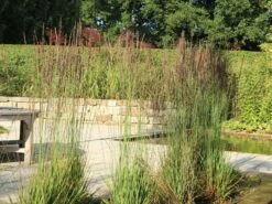 Kleines Pfeifengras 'Moorhexe' -Angebote Blumen Takt Store kleines pfeifengras moorhexe m044932 w 5