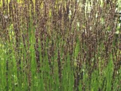 Kleines Pfeifengras 'Moorhexe' -Angebote Blumen Takt Store kleines pfeifengras moorhexe m044932 w 6