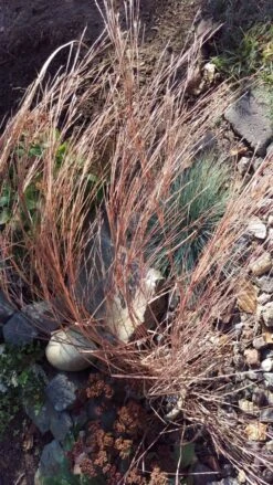 Kleines Präriegras 'Blaze' -Angebote Blumen Takt Store kleines praeriegras blaze m063000 193676 0