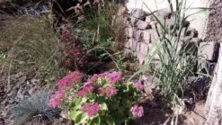 Kleines Präriegras 'Blaze' -Angebote Blumen Takt Store kleines praeriegras blaze m063000 389061 0