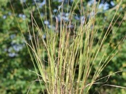 Kleines Präriegras 'Blaze'
