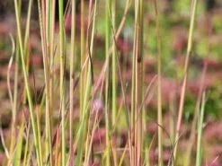 Kleines Präriegras 'Blaze' -Angebote Blumen Takt Store kleines praeriegras blaze m063000 w 1