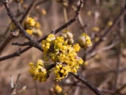 Kornelkirsche 'Golden Glory' 17 Kornelkirsche 'Golden Glory' -Angebote Blumen Takt Store kornelkirsche golden glory m011378 w 1