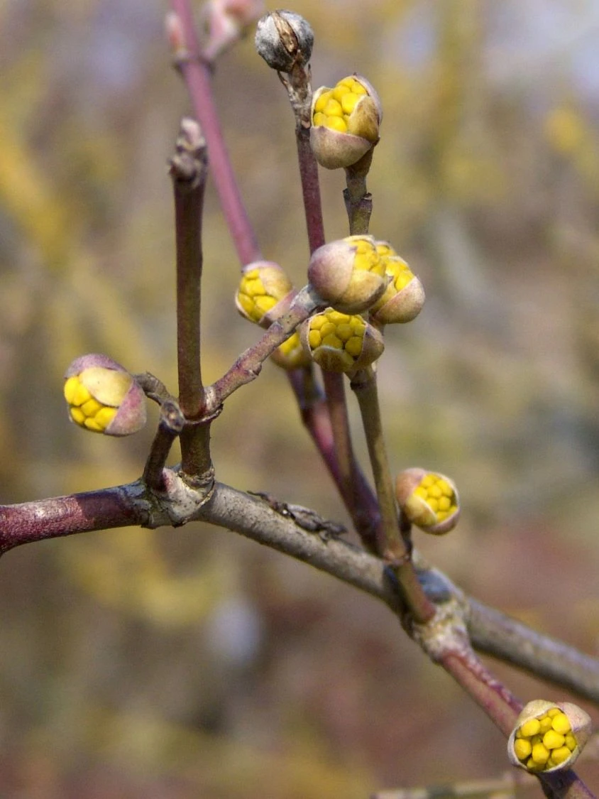 Kornelkirsche 'Golden Glory' 4 Kornelkirsche 'Golden Glory' – Bild 2