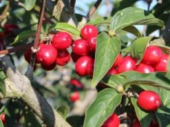 Kornelkirsche 'Golden Glory' 14 Kornelkirsche 'Golden Glory' -Angebote Blumen Takt Store kornelkirsche golden glory m011378 w 3