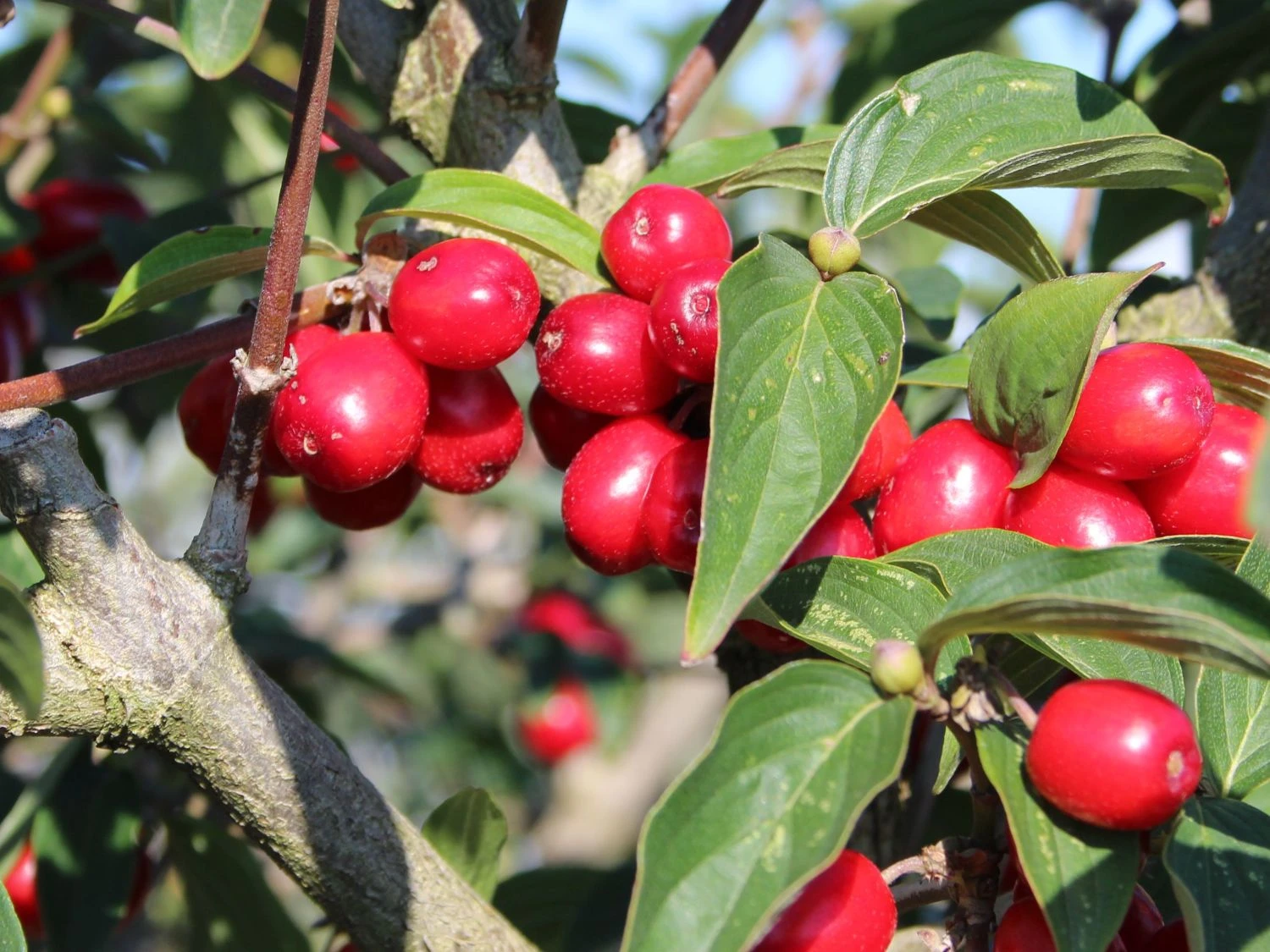 Kornelkirsche 'Golden Glory' 6 Kornelkirsche 'Golden Glory' – Bild 4