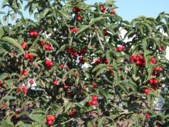 Kornelkirsche 'Golden Glory' 13 Kornelkirsche 'Golden Glory' -Angebote Blumen Takt Store kornelkirsche golden glory m011378 w 4