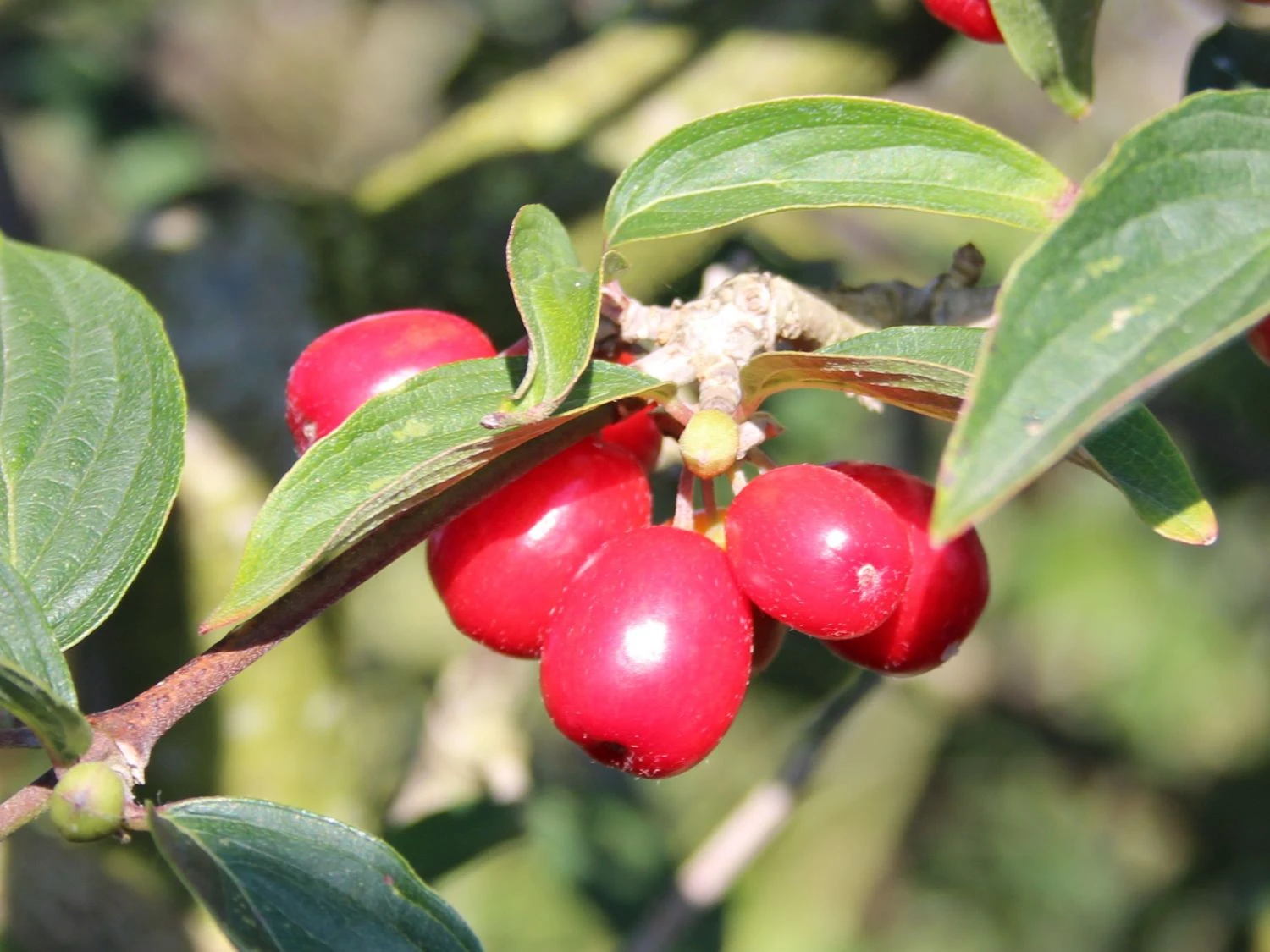 Kornelkirsche 'Golden Glory' 7 Kornelkirsche 'Golden Glory' – Bild 5