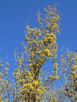 Kornelkirsche 'Golden Glory' 16 Kornelkirsche 'Golden Glory' -Angebote Blumen Takt Store kornelkirsche golden glory m011378 w 6