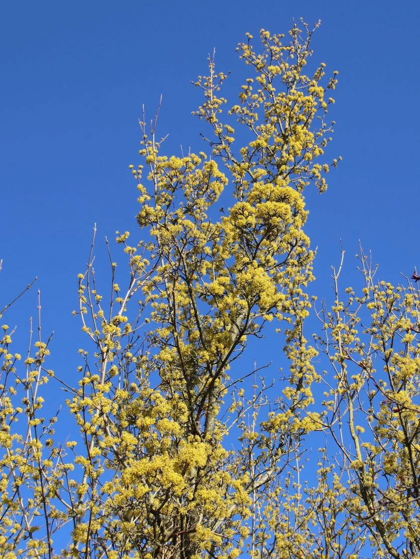 Kornelkirsche 'Golden Glory' 8 Kornelkirsche 'Golden Glory' – Bild 6