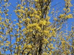 Kornelkirsche 'Golden Glory' 19 Kornelkirsche 'Golden Glory' -Angebote Blumen Takt Store kornelkirsche golden glory m011378 w 7