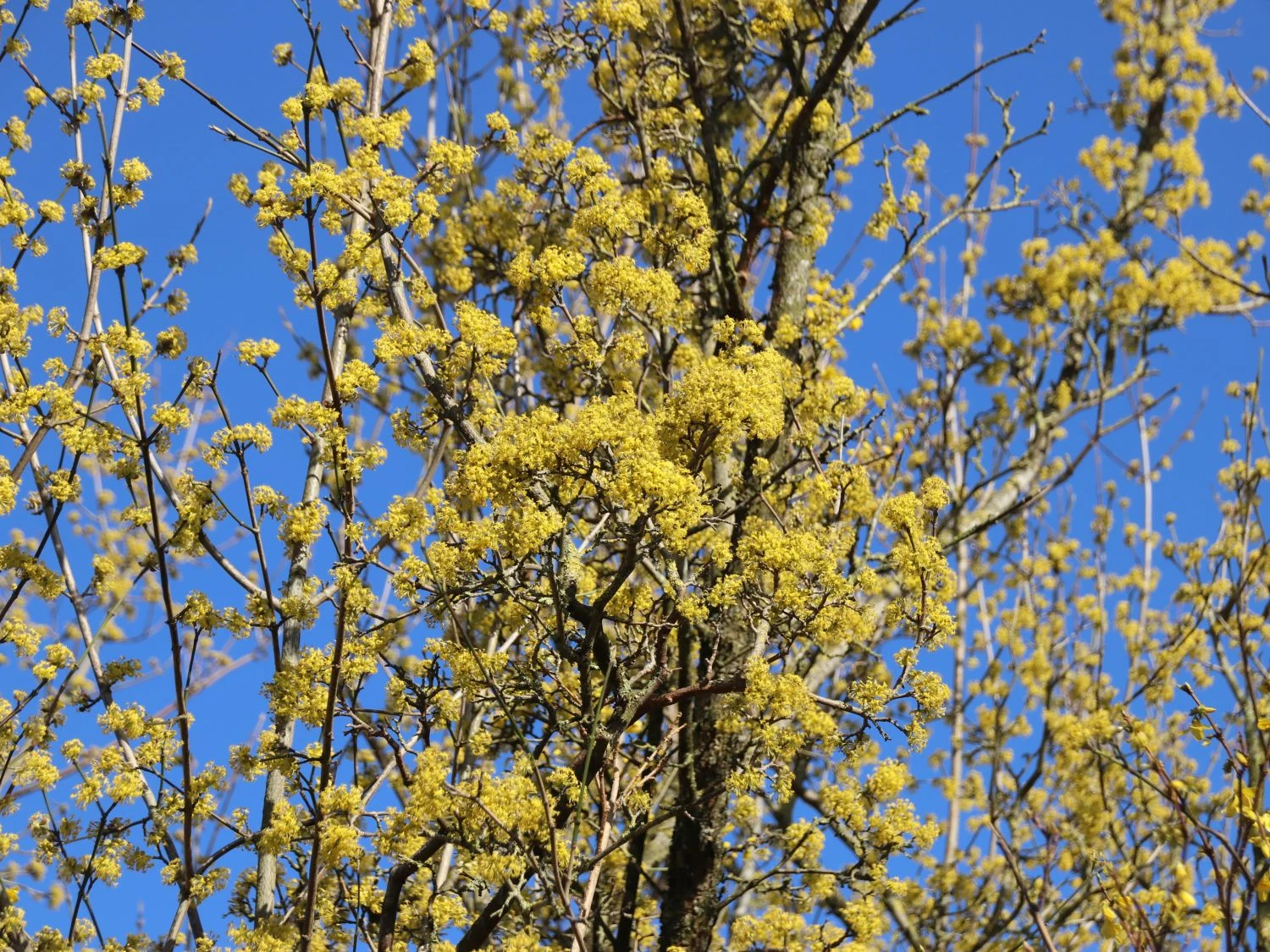 Kornelkirsche 'Golden Glory' 11 Kornelkirsche 'Golden Glory' – Bild 9