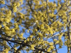 Kornelkirsche 'Golden Glory' 18 Kornelkirsche 'Golden Glory' -Angebote Blumen Takt Store kornelkirsche golden glory m011378 w 8