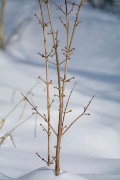 Kornelkirsche 'Kasanlaker' -Angebote Blumen Takt Store kornelkirsche kasanlaker m073826 1028040 0