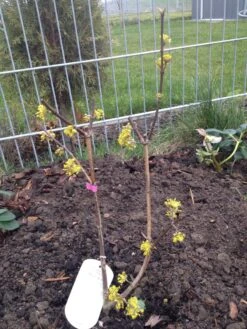 Kornelkirsche 'Kasanlaker' -Angebote Blumen Takt Store kornelkirsche kasanlaker m073826 193676 0