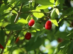 Kornelkirsche 'Kasanlaker' -Angebote Blumen Takt Store kornelkirsche kasanlaker m073826 w 0