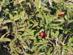 Kornelkirsche 'Kasanlaker' -Angebote Blumen Takt Store kornelkirsche kasanlaker m073826 w 1