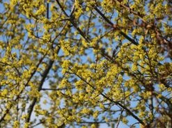 Kornelkirsche 'Kasanlaker' -Angebote Blumen Takt Store kornelkirsche kasanlaker m073826 w 4