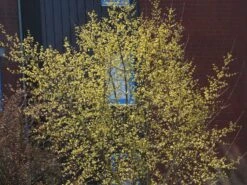 Kornelkirsche 'Kasanlaker' -Angebote Blumen Takt Store kornelkirsche kasanlaker m073826 w 5