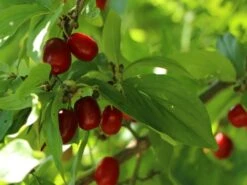Kornelkirsche 'Kasanlaker' -Angebote Blumen Takt Store kornelkirsche kasanlaker m073826 w 6