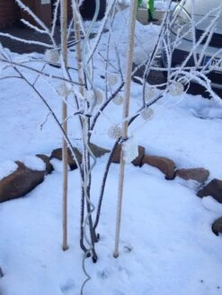 Kupfer-Felsenbirne -Angebote Blumen Takt Store kupfer felsenbirne amelanchier felsenbirne m001930 193676 0