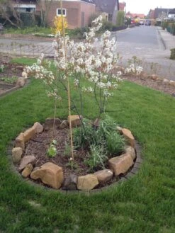 Kupfer-Felsenbirne -Angebote Blumen Takt Store kupfer felsenbirne amelanchier felsenbirne m001930 193676 1