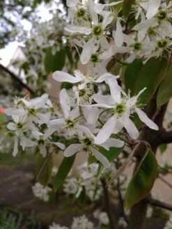 Kupfer-Felsenbirne -Angebote Blumen Takt Store kupfer felsenbirne amelanchier felsenbirne m001930 308488 0