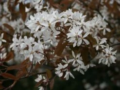 Kupfer-Felsenbirne -Angebote Blumen Takt Store kupfer felsenbirne amelanchier felsenbirne m001930 w 1