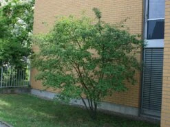 Kupfer-Felsenbirne -Angebote Blumen Takt Store kupfer felsenbirne amelanchier felsenbirne m001930 w 4