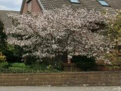 Kupfer-Felsenbirne -Angebote Blumen Takt Store kupfer felsenbirne amelanchier felsenbirne m001930 w 5