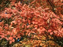 Kupfer-Felsenbirne -Angebote Blumen Takt Store kupfer felsenbirne amelanchier felsenbirne m001930 w 6