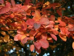 Kupfer-Felsenbirne -Angebote Blumen Takt Store kupfer felsenbirne amelanchier felsenbirne m001930 w 7