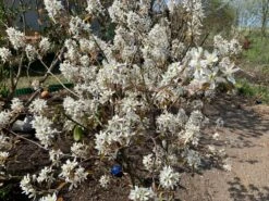 Kupfer-Felsenbirne -Angebote Blumen Takt Store kupfer felsenbirne m001930 544790 0