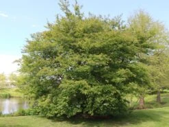 Kupfer-Felsenbirne -Angebote Blumen Takt Store kupfer felsenbirne m001930 w 0