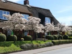 Kupfer-Felsenbirne -Angebote Blumen Takt Store kupfer felsenbirne m001930 w 1