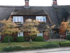 Kupfer-Felsenbirne -Angebote Blumen Takt Store kupfer felsenbirne m001930 w 2