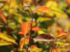 Kupfer-Felsenbirne -Angebote Blumen Takt Store kupfer felsenbirne m001930 w 3