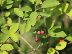 Kupfer-Felsenbirne -Angebote Blumen Takt Store kupfer felsenbirne m001930 w 5